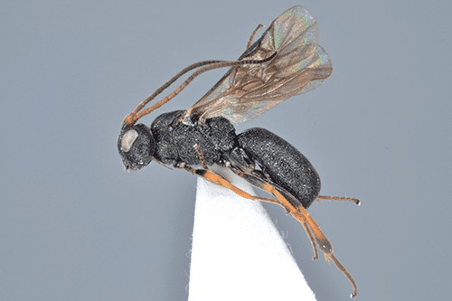 Ascogaster scabricula